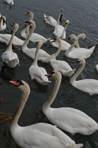 High angle view of swans swimming on lake