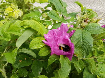 High angle view of bee on purple flower