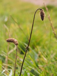 Close-up of fresh plant on field