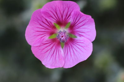 Close-up of pink flower blooming outdoors