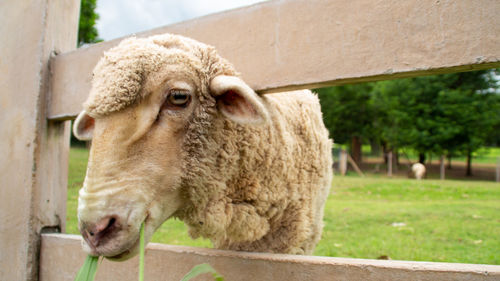 Sheep sticking its head out of a fence and eating grass on a farm, chokchai farm, thailand