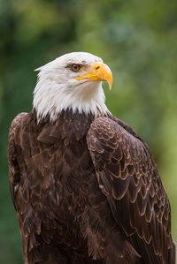 Close-up of eagle against blurred background