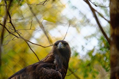 Low angle view of bird perching on tree