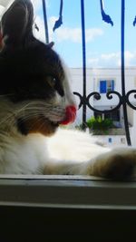 Close-up of cat looking through window