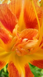 Close-up of day lily blooming outdoors