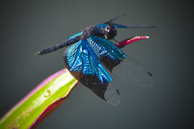 Close-up of insect on leaf