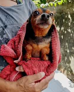 Midsection of man holding dog