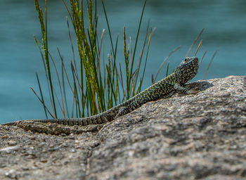 Close-up of lizard on rock