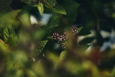 Close-up of purple flowering plant