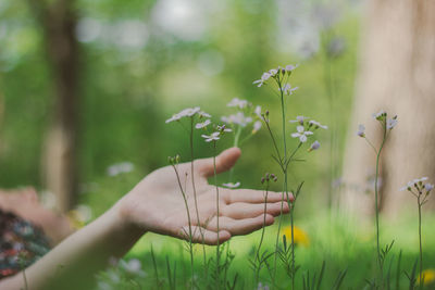 Midsection of person holding flowering plant on field