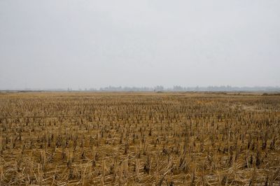 Scenic view of field against clear sky