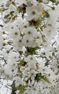 Close-up of white flowers