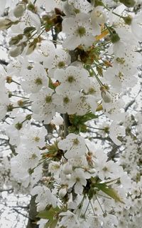 Close-up of white flowers