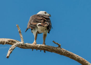 Low angle view of bird perching on tree against sky