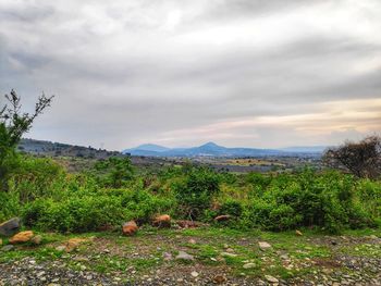 Scenic view of field against sky