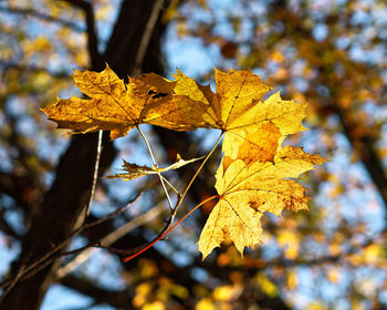 Close-up of maple leaves on branch