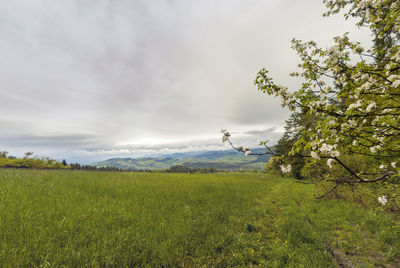 Scenic view of field against sky