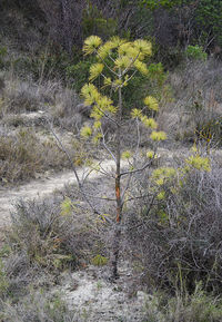 Plants growing on footpath