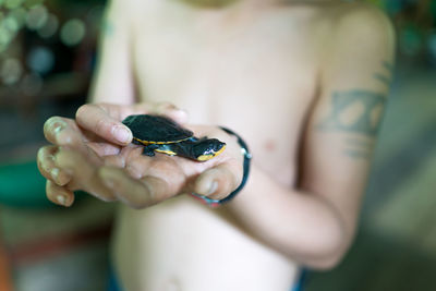 Midsection of boy holding baby turtle 