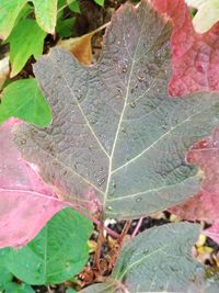 Close-up of water drops on leaf during autumn