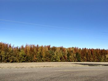 Trees on field against clear blue sky