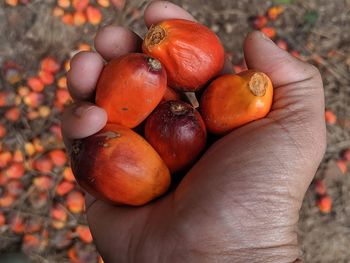 Close-up of hand holding palm oil fruit