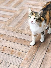 Portrait of cat standing on hardwood floor