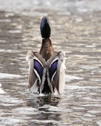 Duck swimming in lake