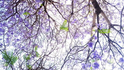 Low angle view of cherry blossoms against sky