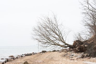 Bare tree by sea against sky