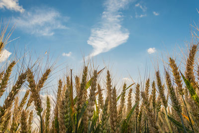 Low angle view of wheat growing on agricultural field against sky