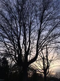 Silhouette of tree at sunset