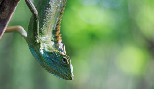 Close-up of lizard on tree