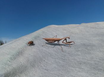 Close-up of insect