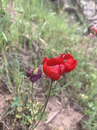 Close-up of red flower on plant