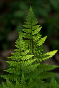 Fern in dark wood, lit by sunlight