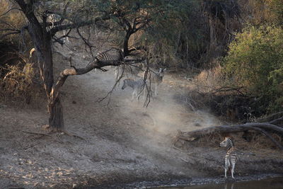 High angle view of zebras in forest