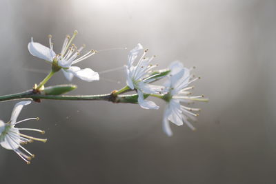 Close-up of white cherry blossoms in spring