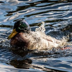 Close-up of duck swimming in lake