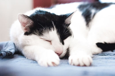 Close-up of cat sleeping on bed