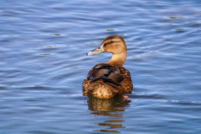 Duck swimming in lake