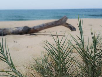 Close-up of grass on beach against clear sky