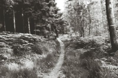 Trees in forest