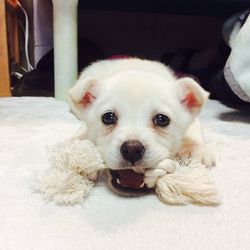 Close-up portrait of white puppy with rope in mouth on bed at home