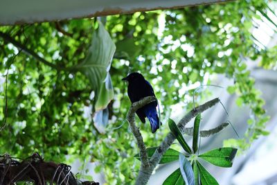 Low angle view of butterfly perching on leaf
