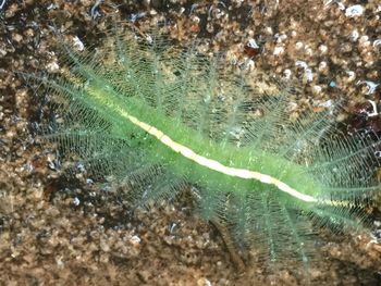 Close-up of insect on a water