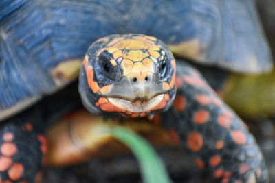 Morrocoy turtle 