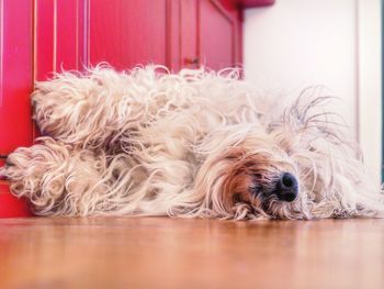 Close-up of dog relaxing at home