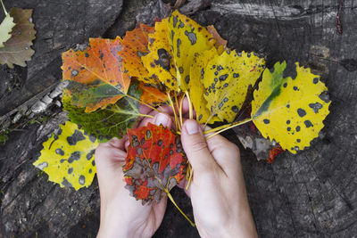 High angle view of person holding maple leaf