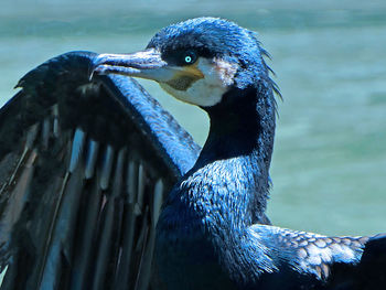 Close-up of a bird against lake